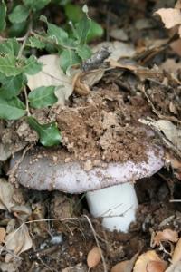 Cogumelo Silvestre